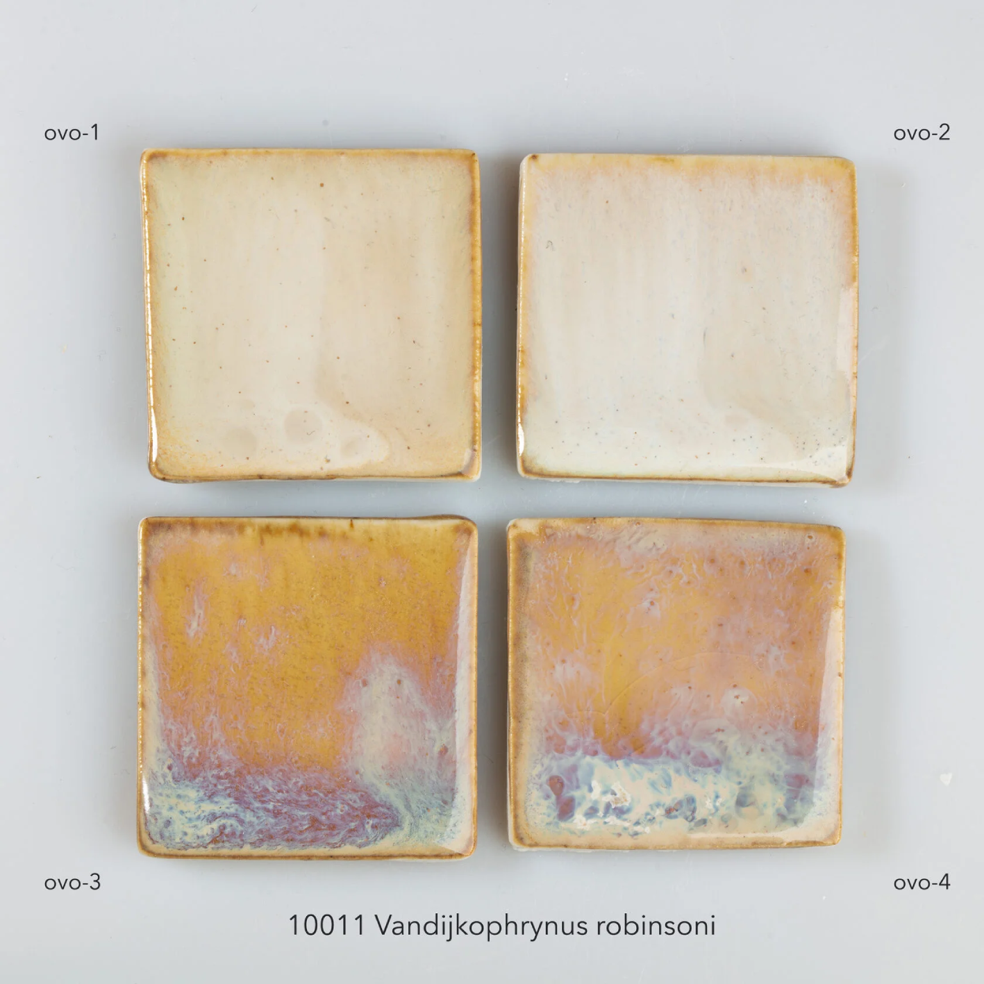 Глазурь OVO 10011 Vandijkophrynus robinsoni, S-1711-70